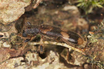 Opilio mollis on oak wood, extreme close-up
