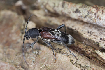 Rufous-shouldered longhorn beetle, Anaglyptus mysticus on hazel