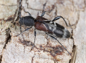 Rufous-shouldered longhorn beetle, Anaglyptus mysticus on hazle