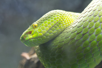 Green snake