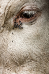 vache oeil