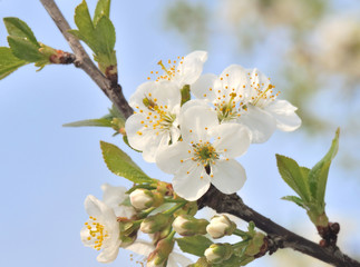 fleurs de cerisier