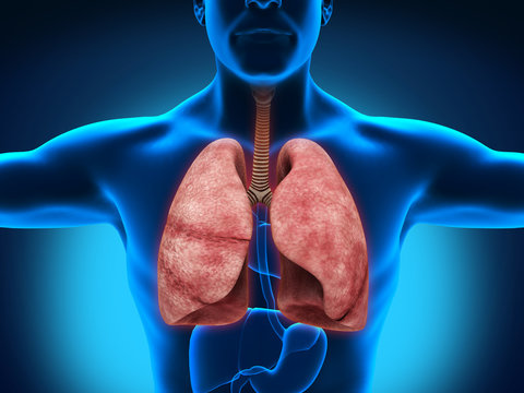 Male Anatomy of Human Respiratory System