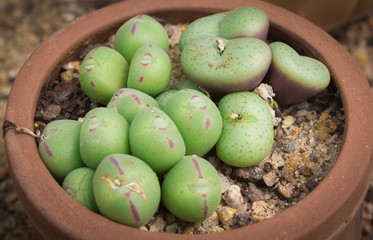 Succulent