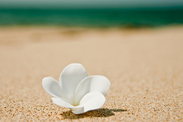 Fototapeta na wymiar Piaszczyste plaże i frangipani