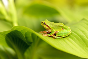 Frog