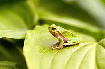 Frog