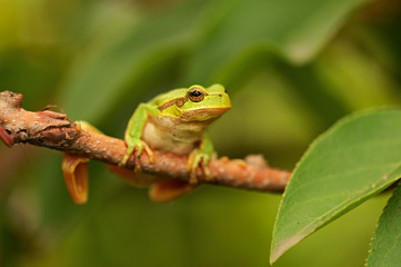 Frog