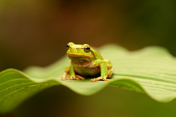 Frog