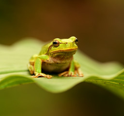 Frog