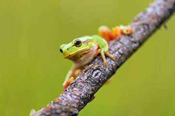 Frog