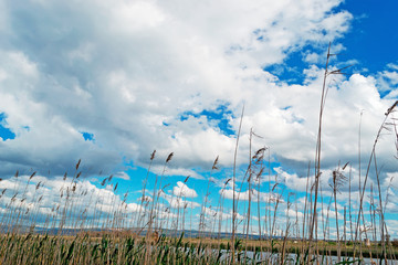 dramatic sky and reeds