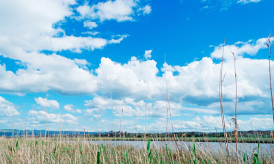 Fototapeta na wymiar reeds under clouds