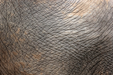 Obraz premium Closeup of elephant skin