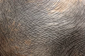 Papier Peint photo Lavable Éléphant Closeup of elephant skin