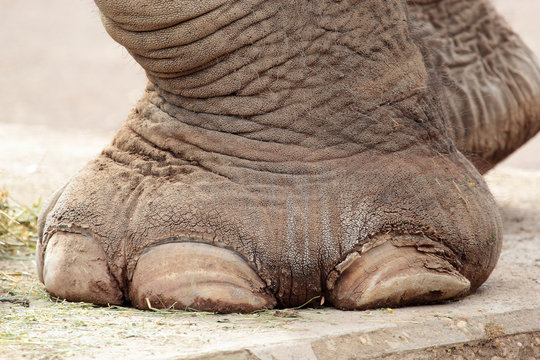 Closeup of elephant foot