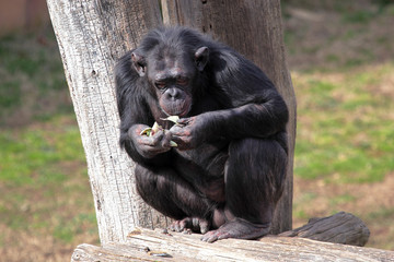 Chimpanzee (Pan Troglodytes) eating