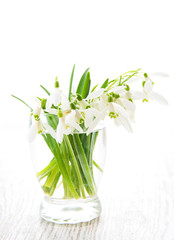 Bouquet of snowdrop flowers