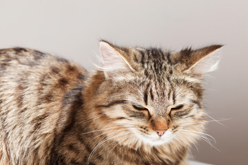 cat relaxes and dreams