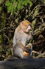 Barbary macaque on the monkey mountain park in Alsace