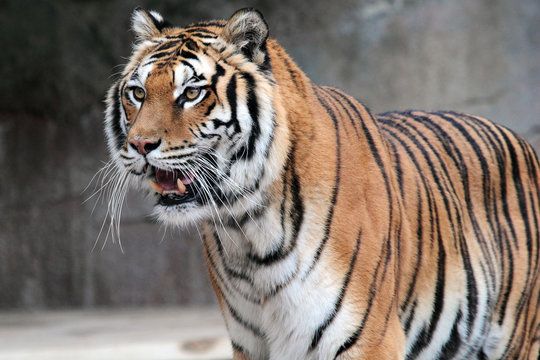 Siberian tiger (Panthera tigris altaica) standing