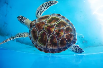Deurstickers Schildpad Volwassen schildpad zwemt in zwembad van Sea Turtles Conservation Research