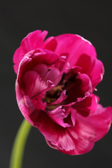 Obraz premium nice tulip