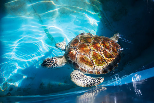 Adult turtle swim in pool of Sea Turtles Conservation Research P
