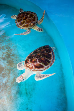 Adult turtles swim in pool of Sea Turtles Conservation Research