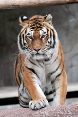 Siberian tiger (Panthera tigris altaica) approaching