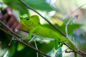 Green chameleon at tree branch in Singharaja Forest in Sri Lanka © Maygutyak