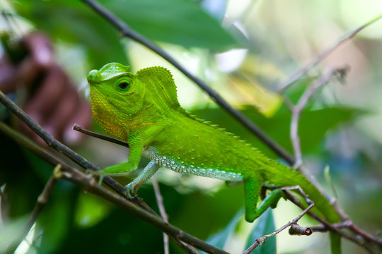 Green chameleon at tree branch in Singharaja Forest in Sri Lanka