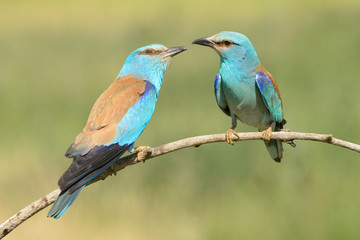 Pair Eurasian Rollers displaying  on  branch