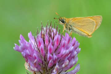 Ochlodes sylvanus, butterfly on a purple flower.