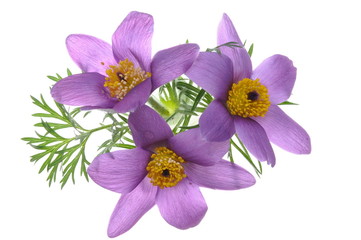 Violet flowers isolated on white background