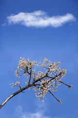 Spring scene with white cherries against blue sky