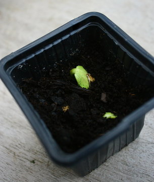 germination de graine dans un godet