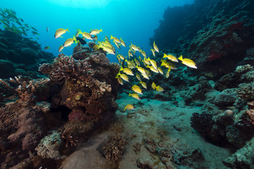 Fototapeta na wymiar Blue lined snappers in the Red Sea.