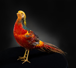 The golden pheasant on black background...
