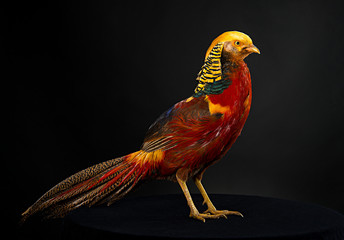 The golden pheasant on black background...