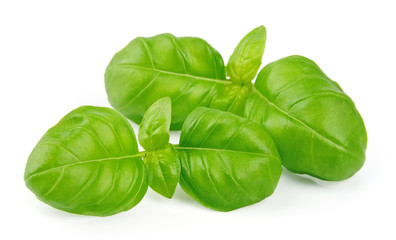 Fresh basil leaves