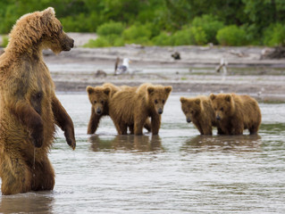 The brown bear fishes