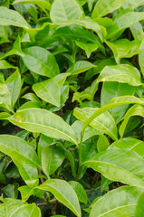 Green Tea Leaves