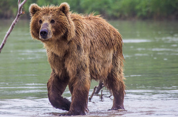 The brown bear fishes