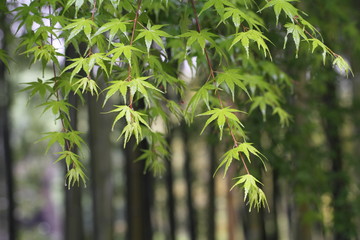 Obraz premium もみじ