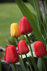 Naklejka premium Eine gelbe Tulpe unter roten Tulpen