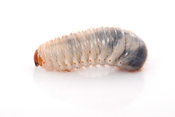 Cockchafer