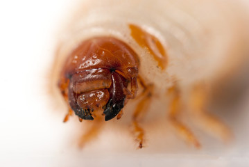 Cockchafer