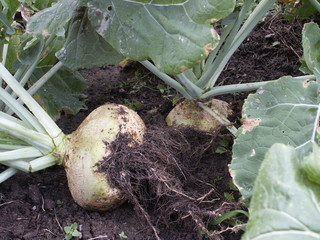 rutabaga, variété 'Jaune à collet vert'