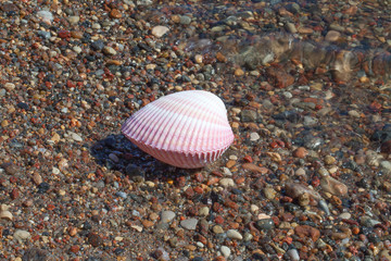 Seashell.